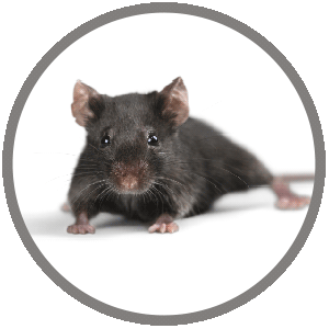 deratizacija miševa i štakora Rijeka