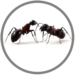Dezinsekcija mrava je složen i dugotrajan proces